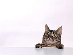 Mister Curiosity, Tabby Mix